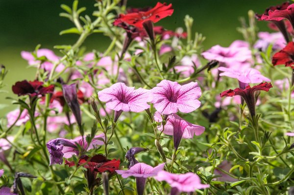 Trasforma la Tua Casa in un'Oasi con la Pisc